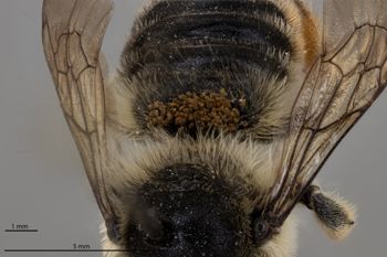 Media type: image;   Entomology 610886 Aspect: habitus dorsal view